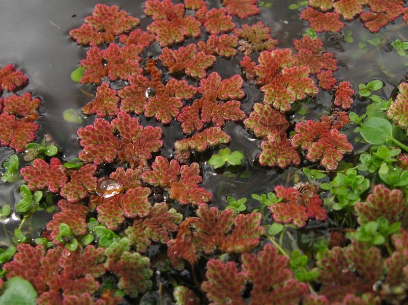 Azolla filiculoides i forskjellige farger i vannet