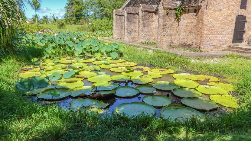 Utsikt over Victoria amazonica