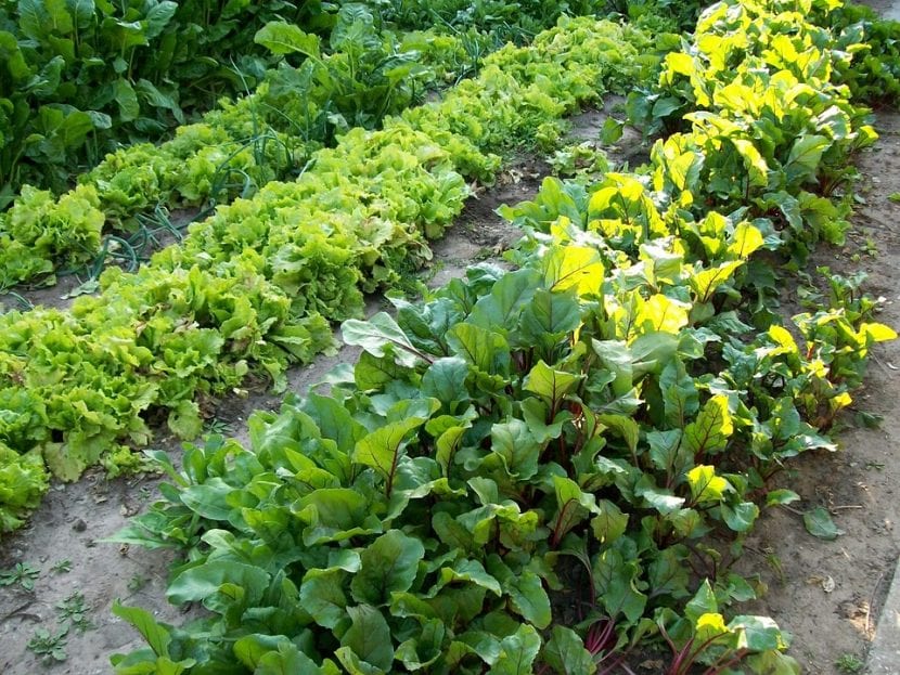 Å ha en hage er en god måte å være sunn på