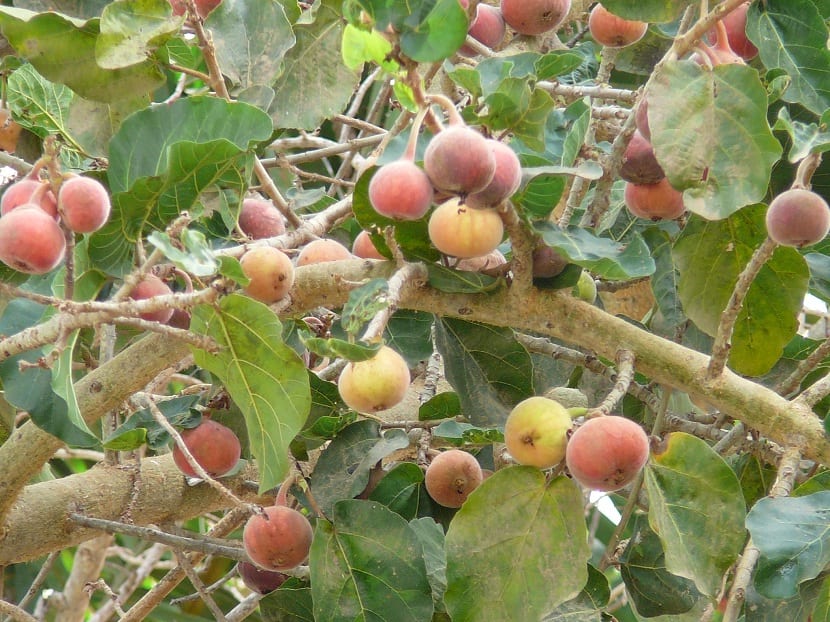 Sycamore frukt