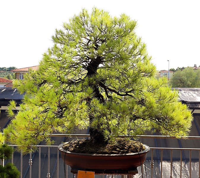 Chokkan er en veldig enkel bonsai-stil