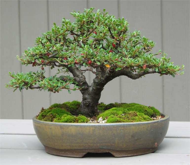 Shohin er mellomstor bonsai