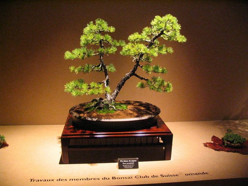 Utsikt over en dobbel stamme bonsai