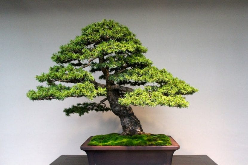 Kumono er bonsai av en viss størrelse