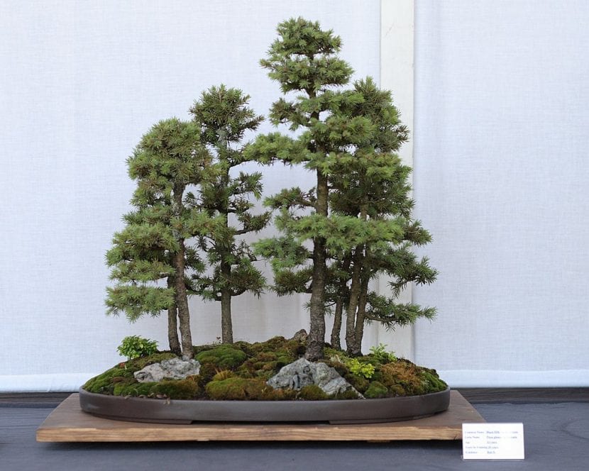 Gran skog bonsai