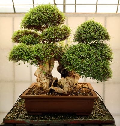 Dobbelt koffert bonsai