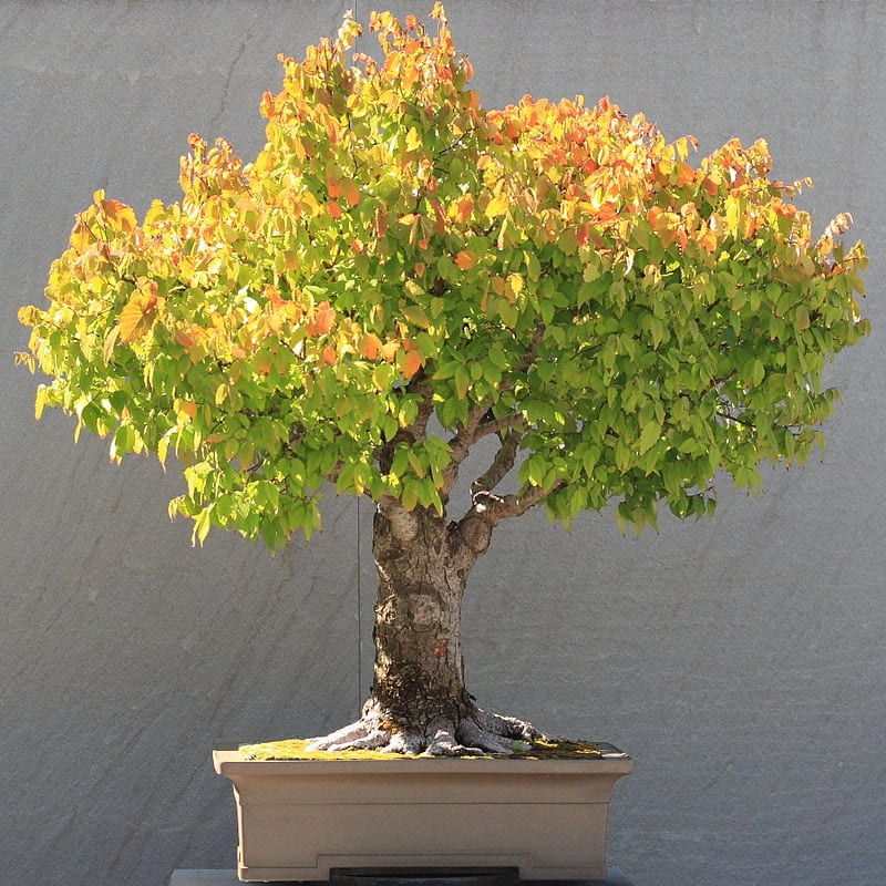 Utsikt over en bonsai på escobra