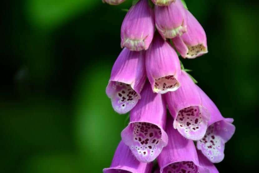 Blomstene til Digitalis purpurea er rørformede, klokkeformede