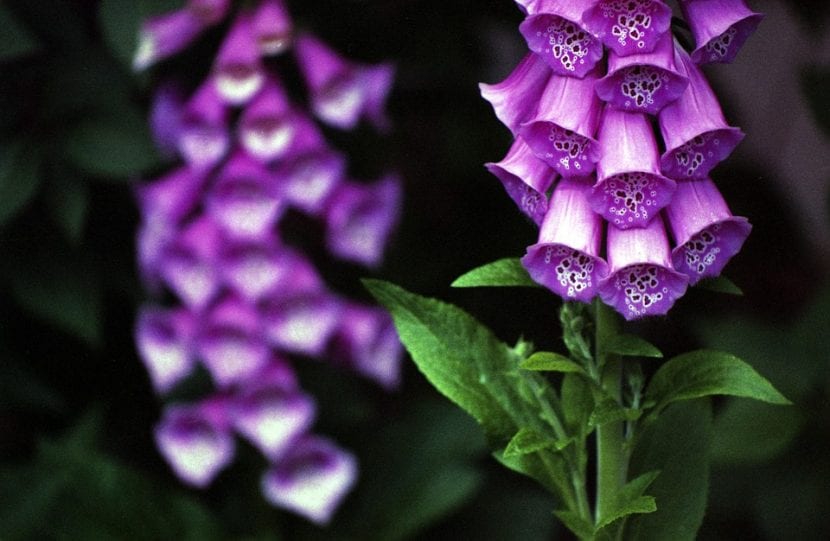 Digitalis purpurea-planten kan dyrkes i en gryte