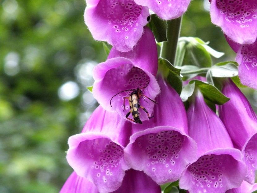 Digitalis purpurea er en veldig dekorativ plante