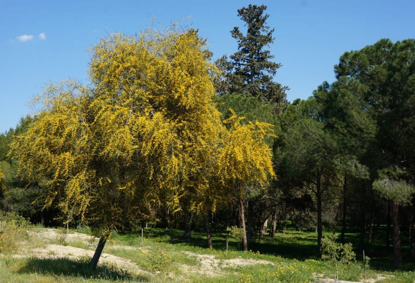 Acacia saligna i blomst