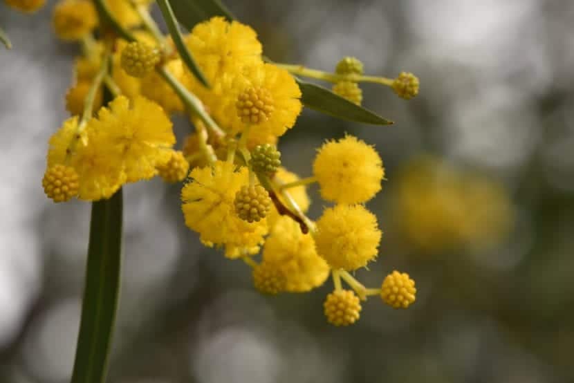 Blomstene av Acacia saligna er gule