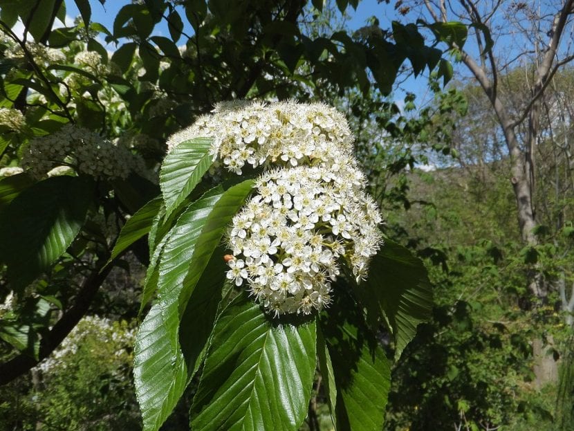 Blomstene til Prunus serotina er hvite