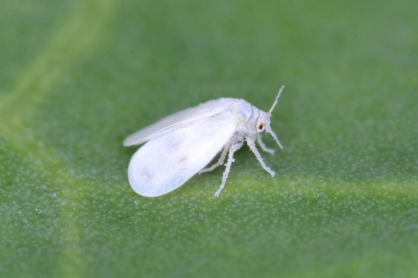 Whitefly, et skadedyr som påvirker Koelreutia paniculata