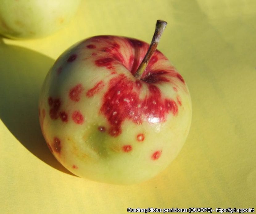 Infisert eple