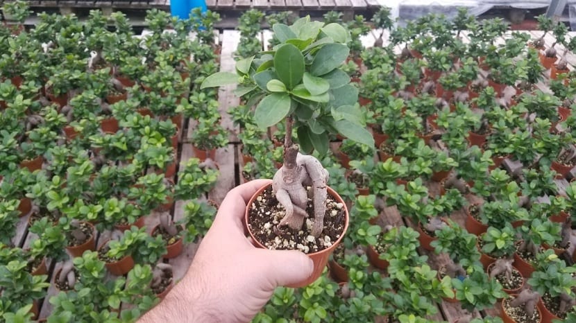 Potted Ficus microcarpa
