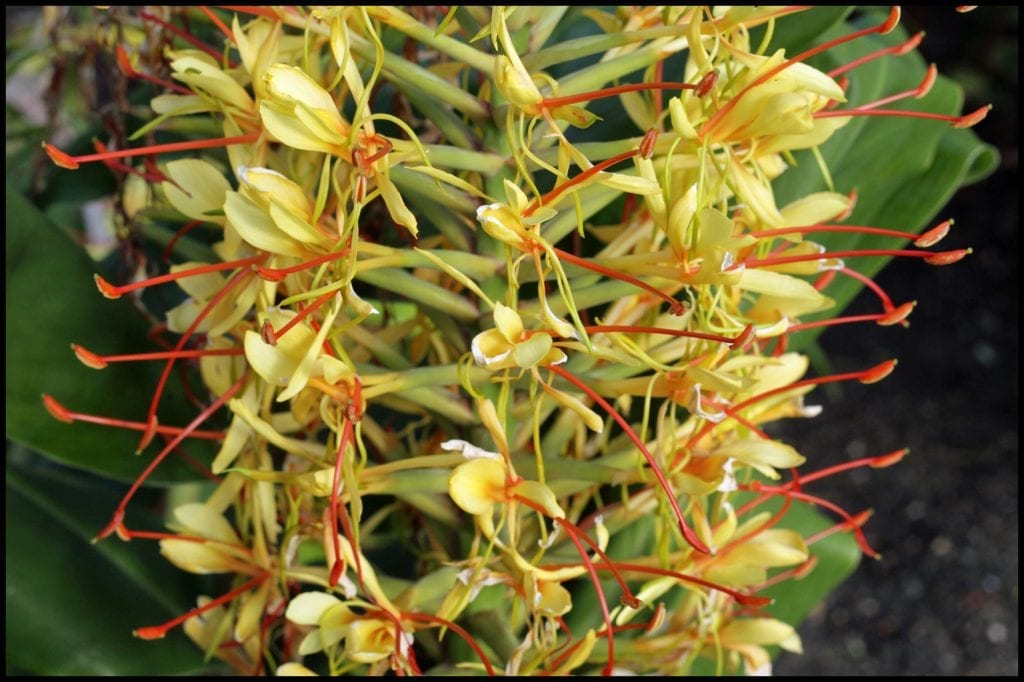 Blomsten av Hedychium gardnerianum