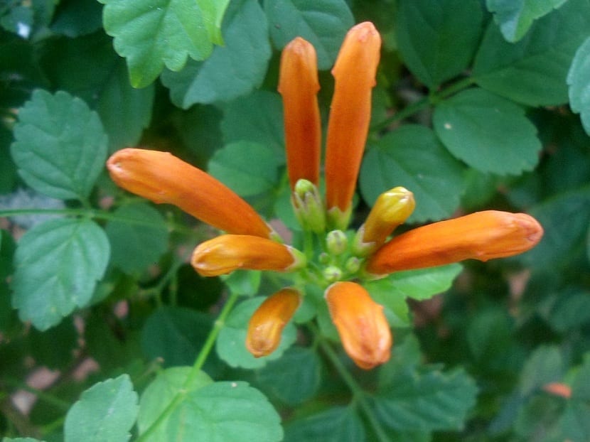 tecomaria blomst
