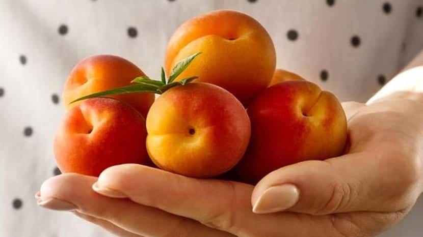 Aprikosegenskaper