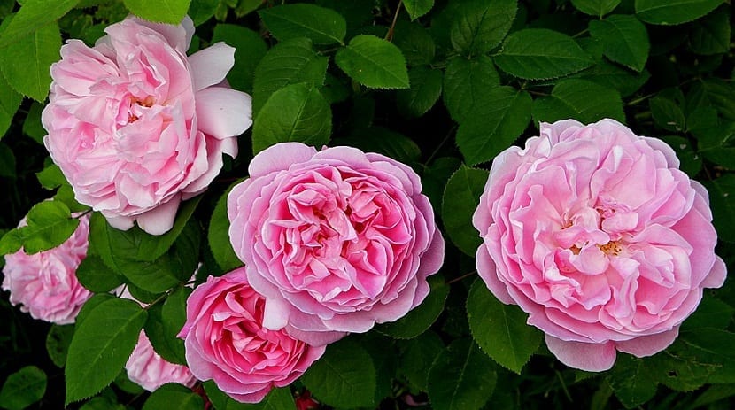 flere store rosa roser med navnet English eller David Austin Roses