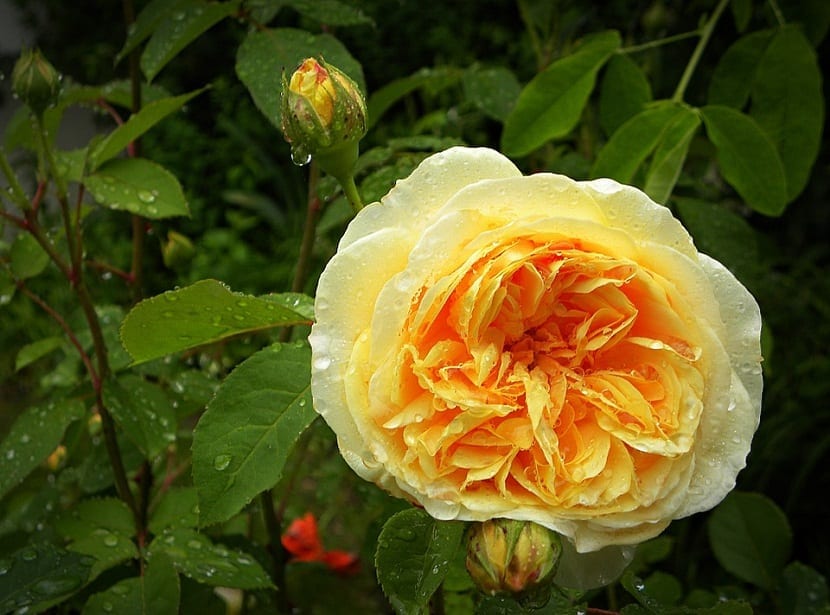 en oransje-gul rose kalt English Roses eller David Austins After the Rain