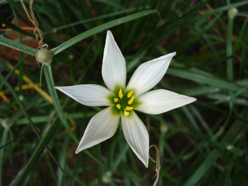 Ornithogalum umbellatum har hvite blomster