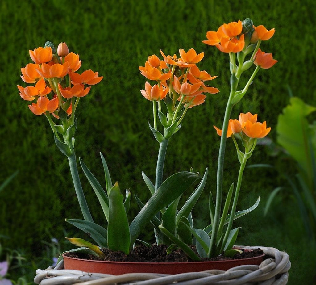Ornithogalum dubium produserer oransje blomster