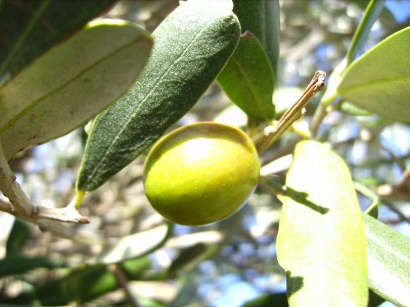 Hojiblanca oliven