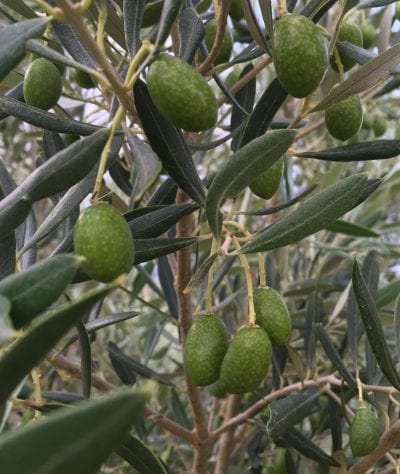 Alfafara oliventre