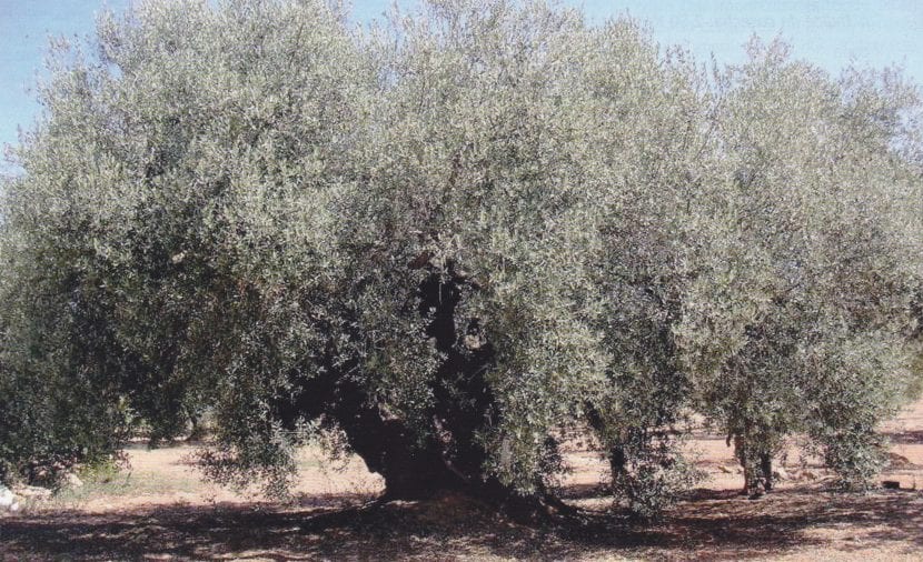 Farga oliven