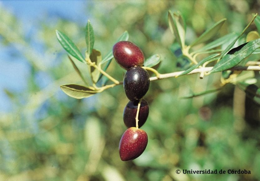 Picudo oliven