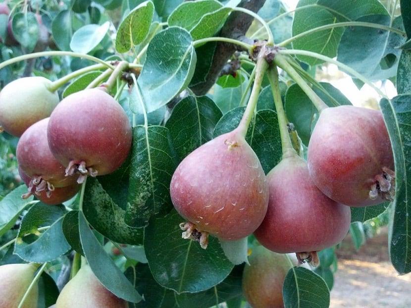frukttre gren full av små pærer