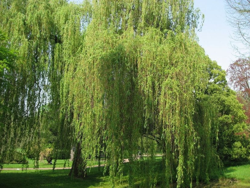 Tree Salix alba 'Tristis'