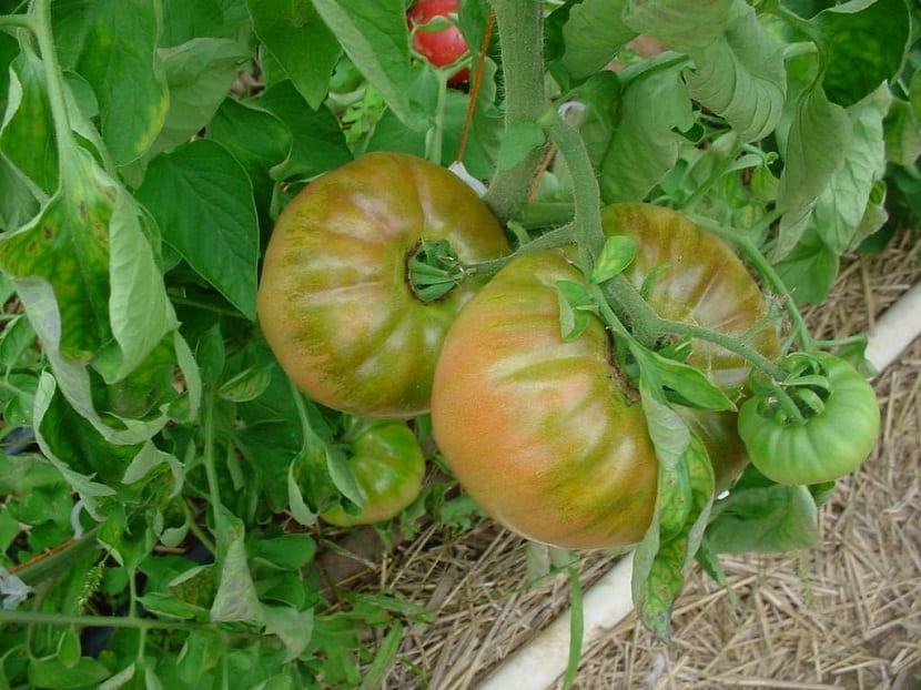 Botrytis er en sopp som er kjent for å være en av hovedansvarene for det største tapet i tomatavlinger