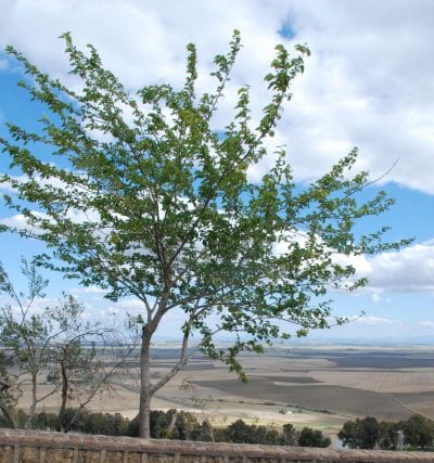 Utsikt over en busk i Carmona