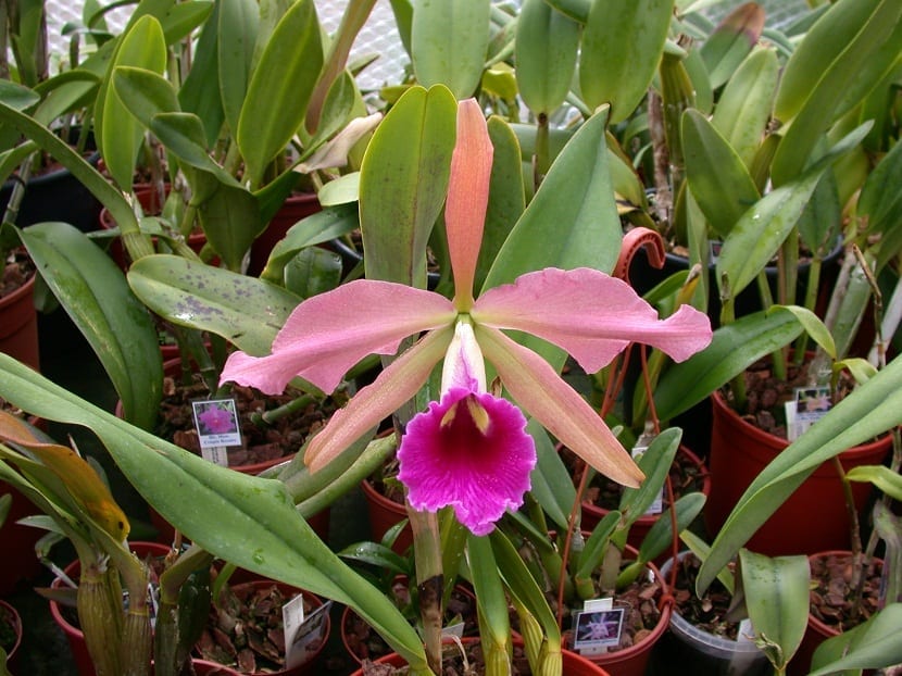 orkide eller Laelia tenebrosa plantet i små potter