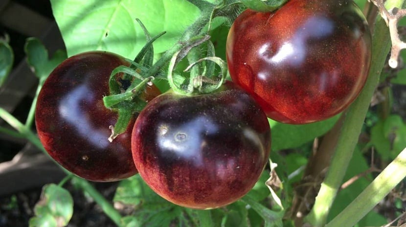 tre tomater med en farge som store plommer
