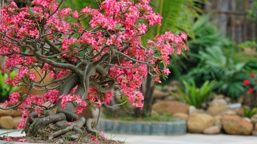 Adenier er planter som ligner bonsai