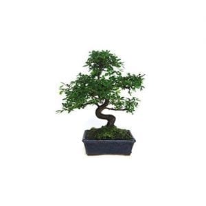 Kinesisk alm, et bonsai-prosjekt