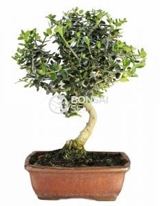 Acebuche bonsai-prosjekt