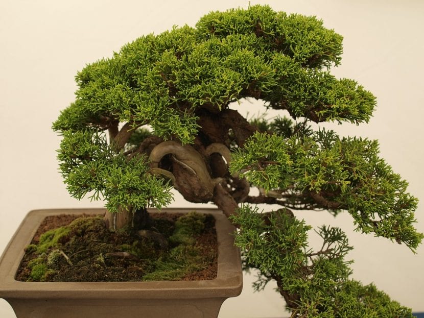 Barrtrær er gode som bonsai