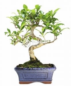 Ficus retusa bonsai-prosjekt