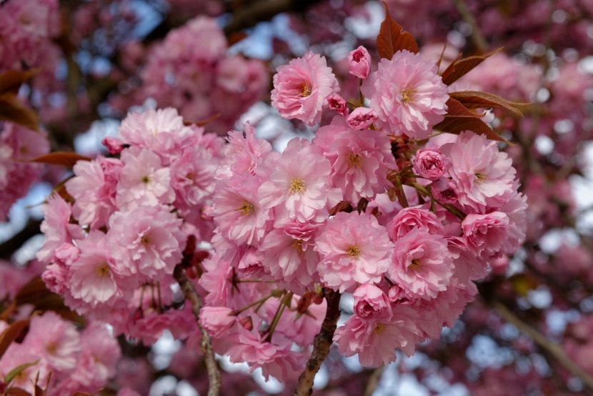 Prunus serrulata 'Kanzan' i blomst