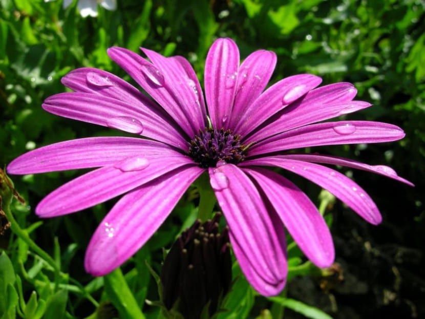 Dimorphoteca-blomsten kan være lilla