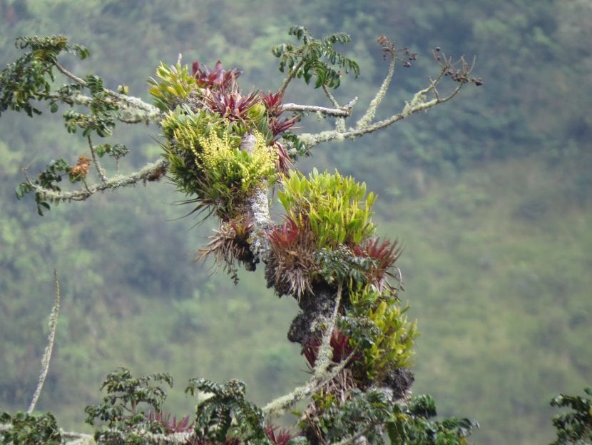 Bromeliads i habitat