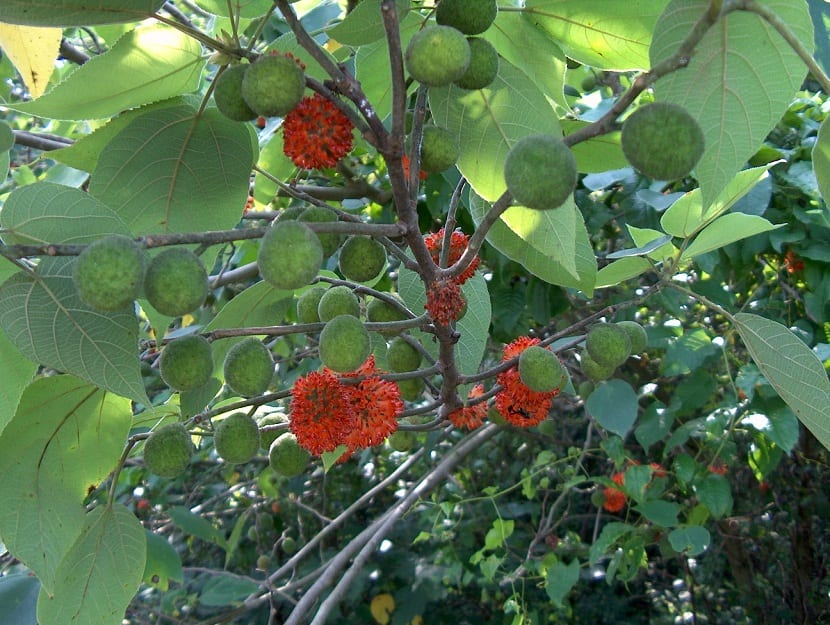 tre med røde frukter og blomster