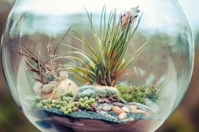 terrarium med planter