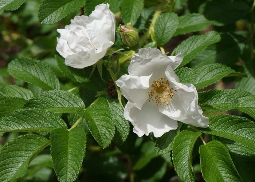 Rosa rugosa er en vakker og lettstelt busk