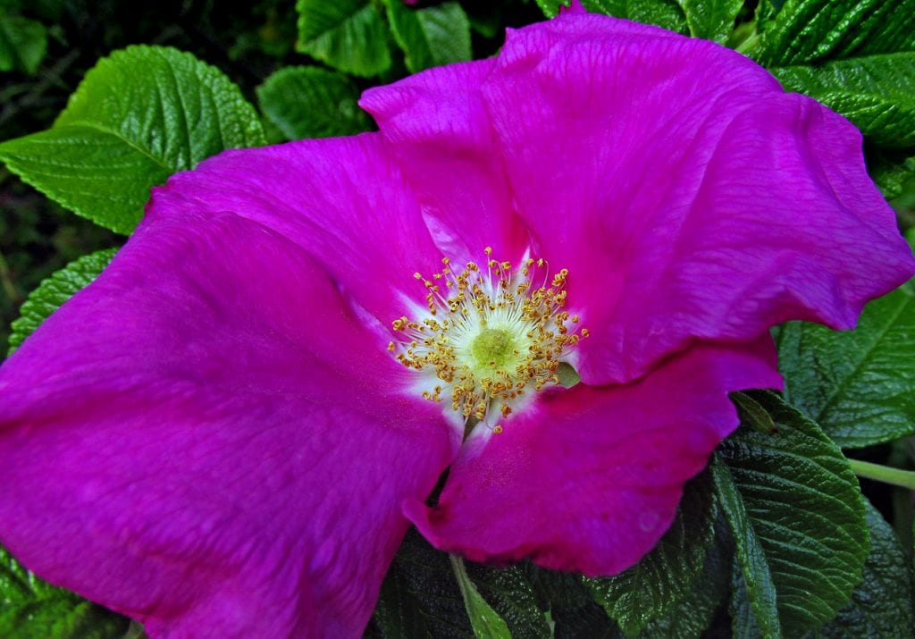 Blomsten til rugosa-rosen kan ha forskjellige farger