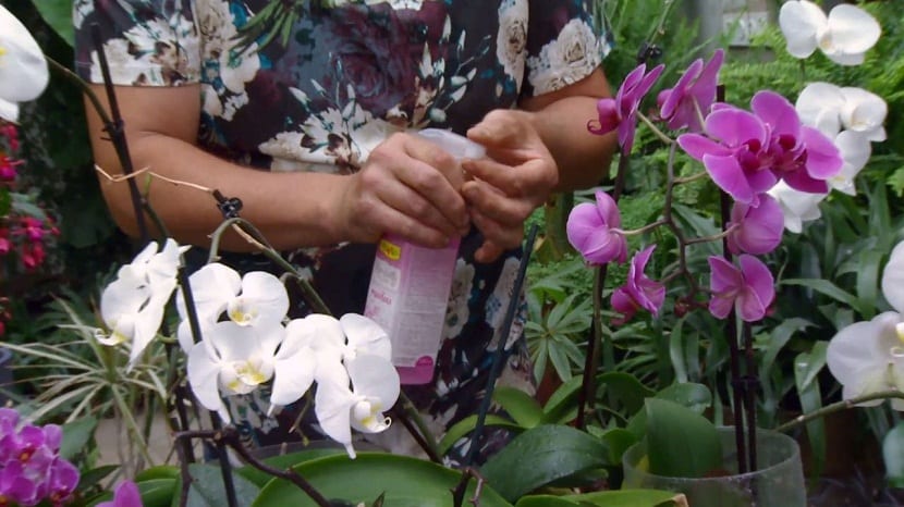 Den ideelle gjødsel for orkideer